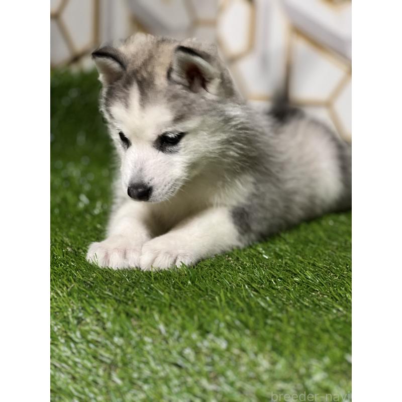 販売中の静岡県のシベリアンハスキー-425678の10枚目