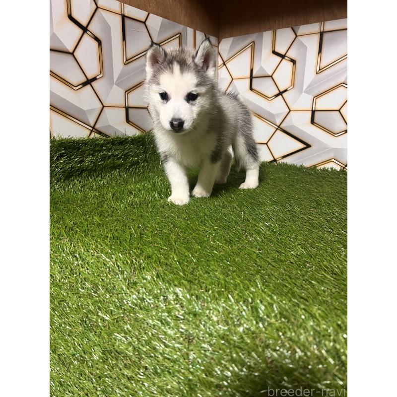 販売中の静岡県のシベリアンハスキー-425678の8枚目