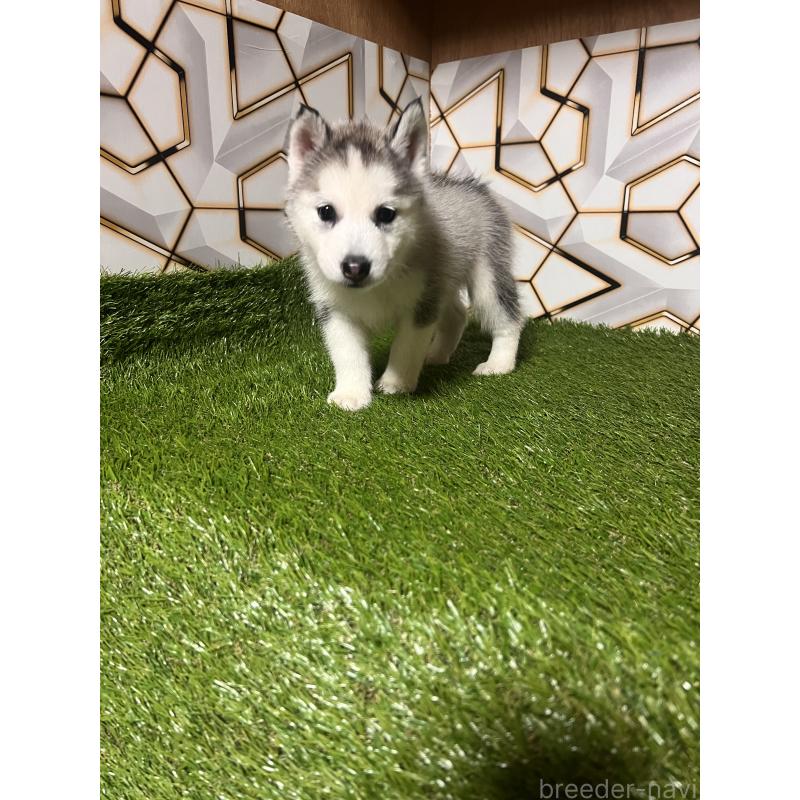 販売中の静岡県のシベリアンハスキー-425678の7枚目