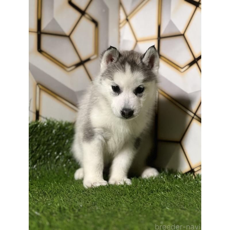 販売中の静岡県のシベリアンハスキー-425678の6枚目