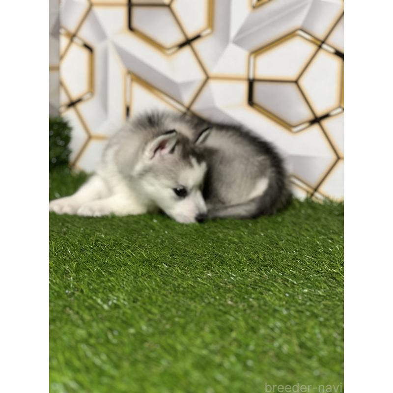 販売中の静岡県のシベリアンハスキー-425678の5枚目