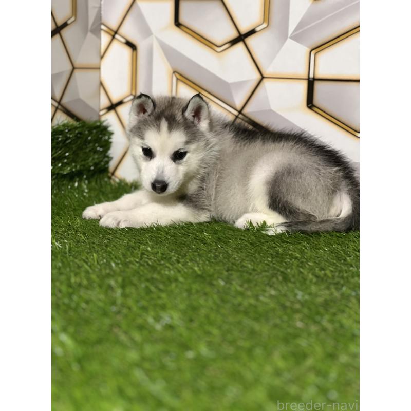 販売中の静岡県のシベリアンハスキー-425678の4枚目