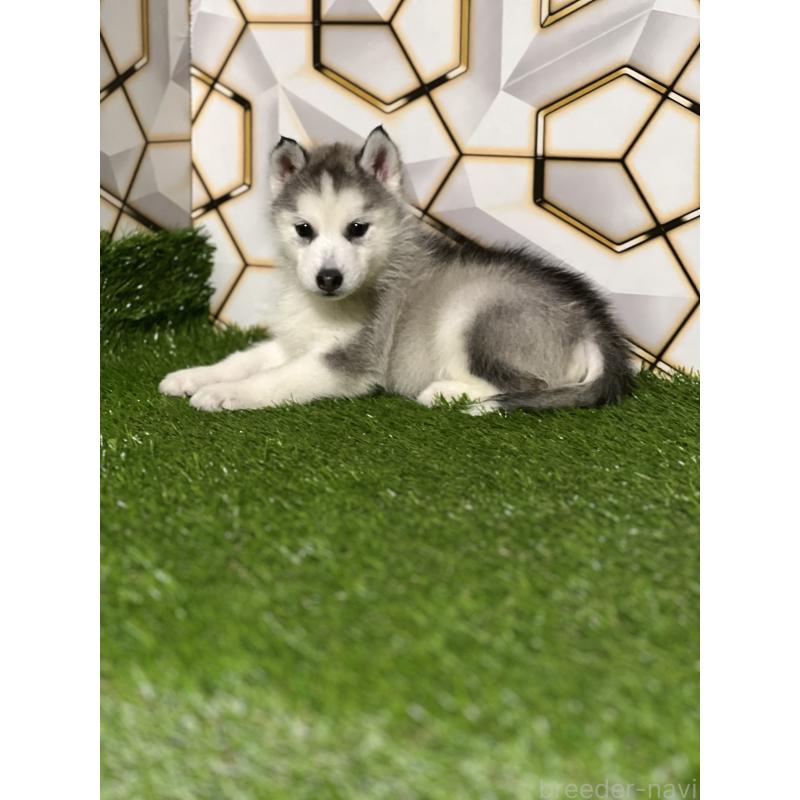 販売中の静岡県のシベリアンハスキー-425678の3枚目