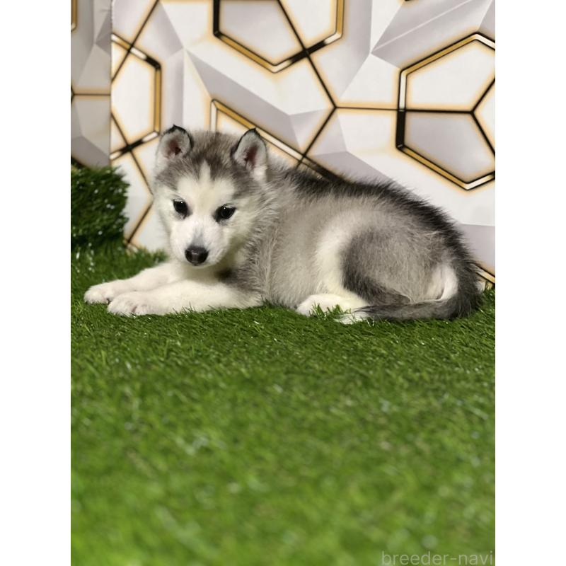 販売中の静岡県のシベリアンハスキー-425678の2枚目