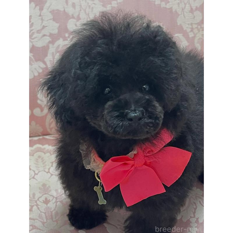 販売中の愛知県のティーカッププードル-425679の3枚目