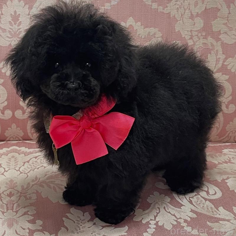 販売中の愛知県のティーカッププードル-425679の1枚目