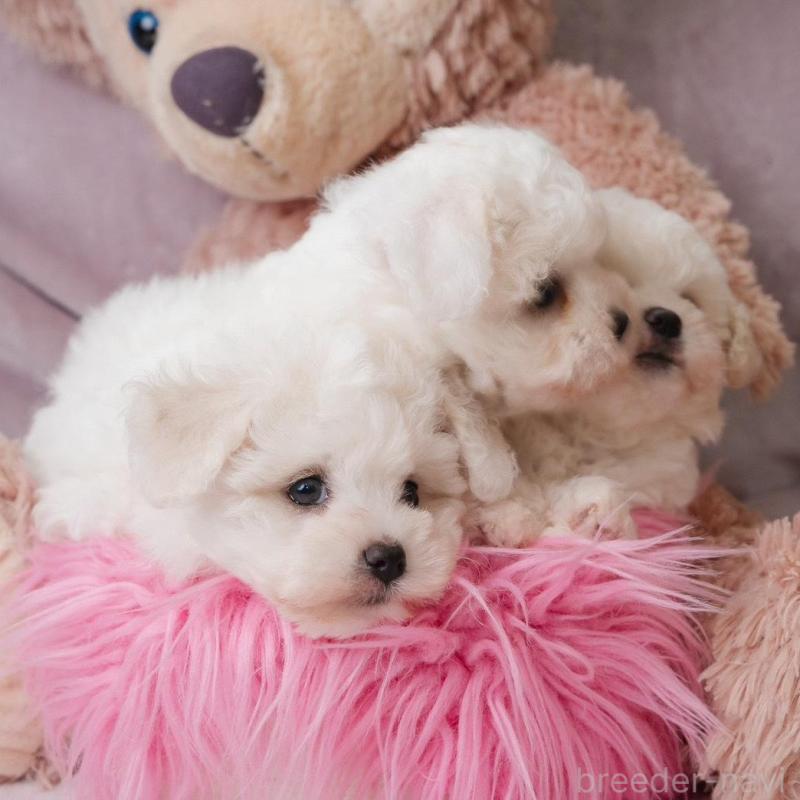 販売中の静岡県のビションフリーゼ-425683の10枚目