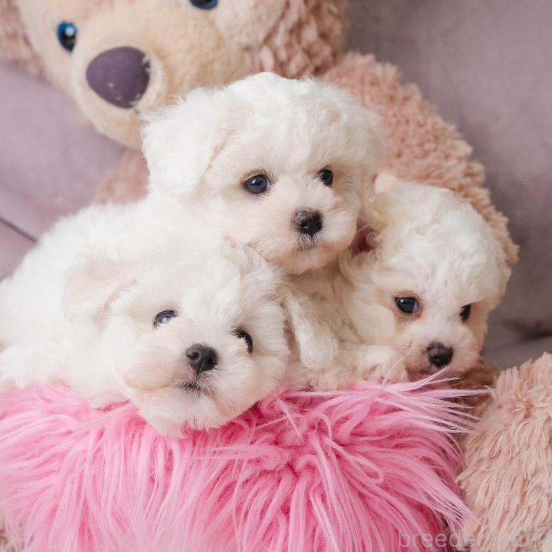 販売中の静岡県のビションフリーゼ-425683の9枚目