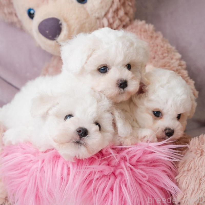 販売中の静岡県のビションフリーゼ-425683の8枚目