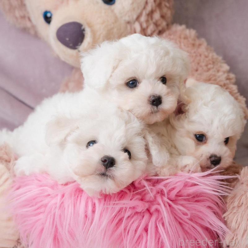 販売中の静岡県のビションフリーゼ-425683の7枚目