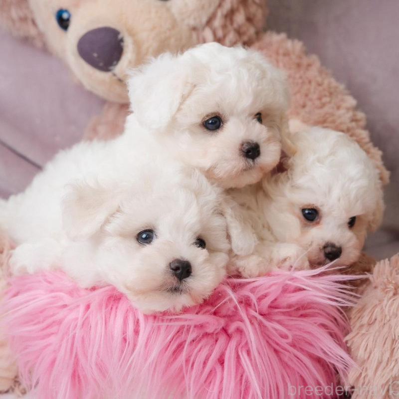 販売中の静岡県のビションフリーゼ-425683