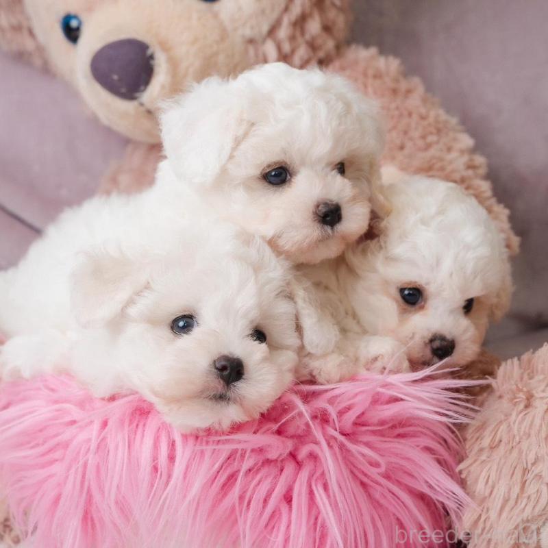 販売中の静岡県のビションフリーゼ-425683の5枚目