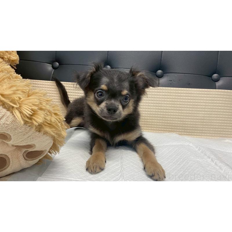 成約済の兵庫県のチワワ(ロングコート)-409756の11枚目