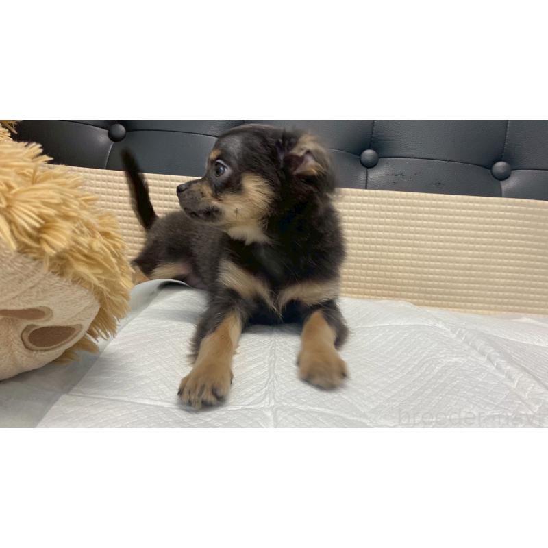 成約済の兵庫県のチワワ(ロングコート)-409756の10枚目