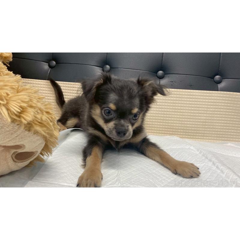 成約済の兵庫県のチワワ(ロングコート)-409756の9枚目