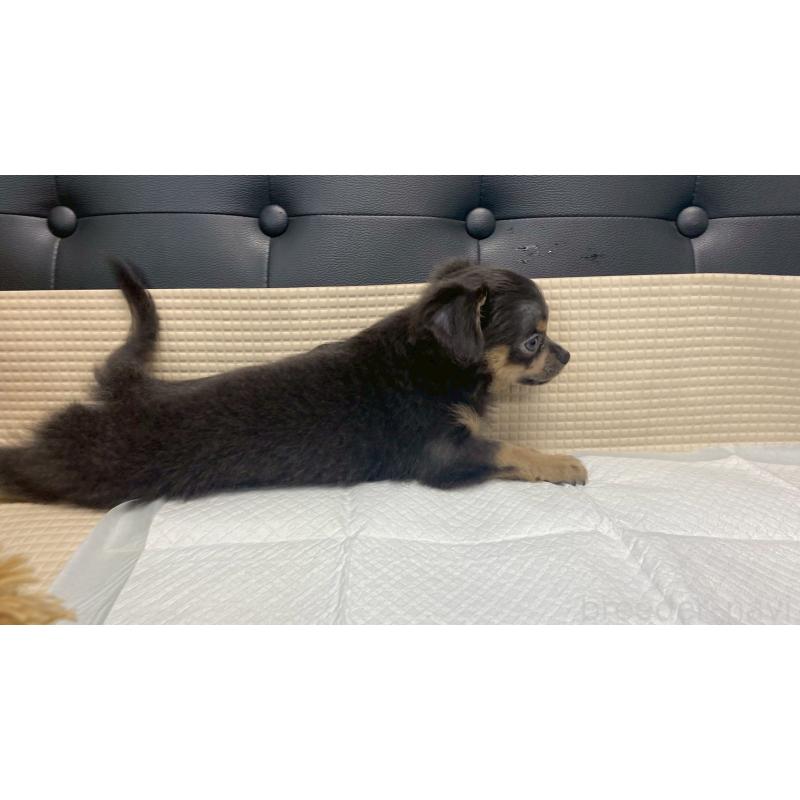 成約済の兵庫県のチワワ(ロングコート)-409756の8枚目