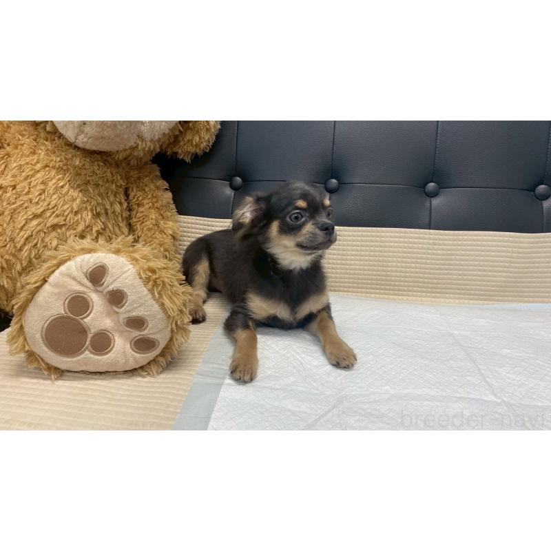 成約済の兵庫県のチワワ(ロングコート)-409756の7枚目