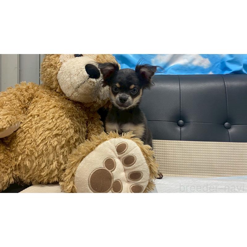 成約済の兵庫県のチワワ(ロングコート)-409756の6枚目