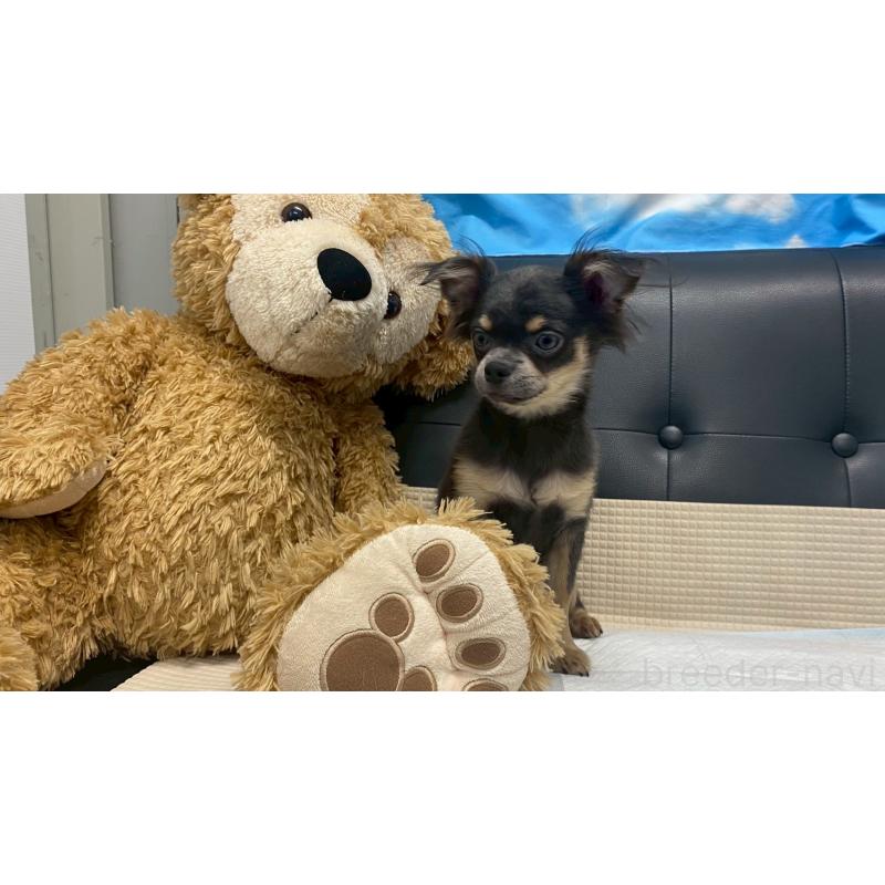 成約済の兵庫県のチワワ(ロングコート)-409756の5枚目