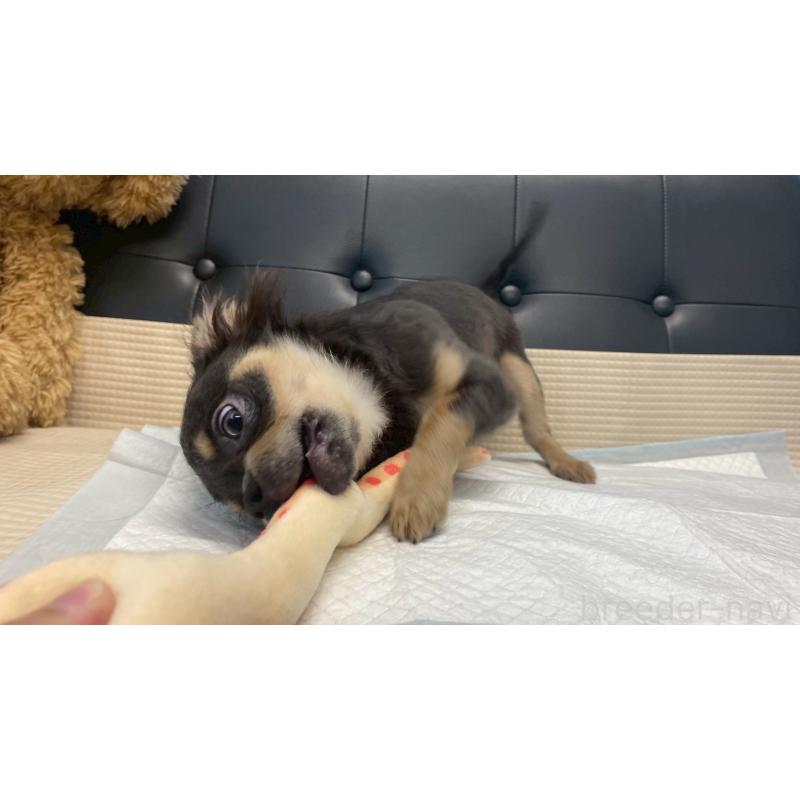 成約済の兵庫県のチワワ(ロングコート)-409756の4枚目