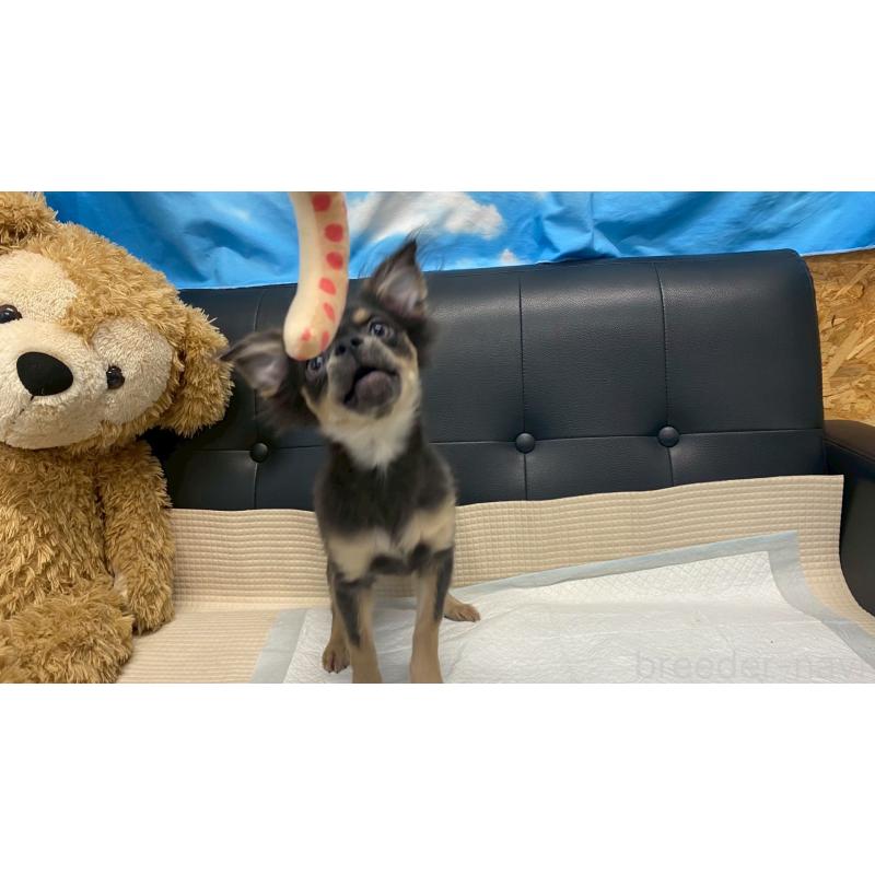 成約済の兵庫県のチワワ(ロングコート)-409756の3枚目