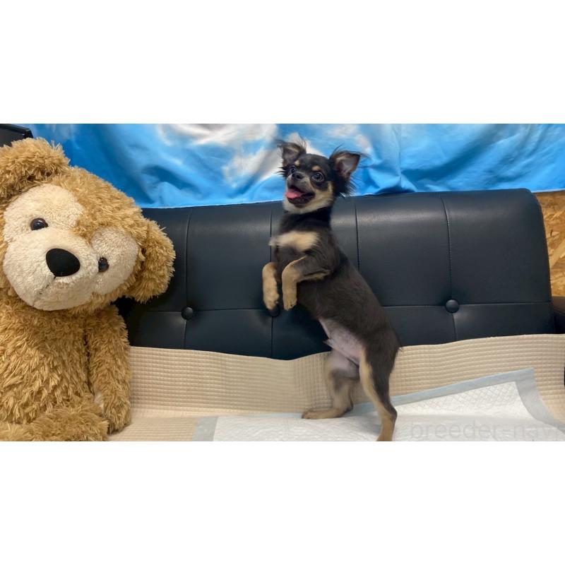 成約済の兵庫県のチワワ(ロングコート)-409756の2枚目