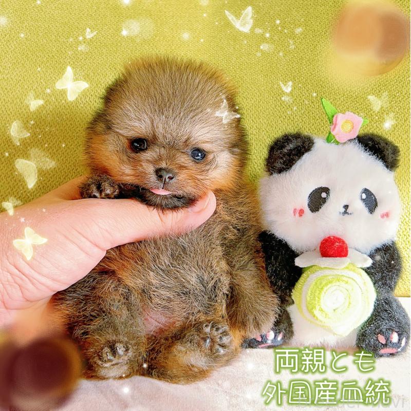 販売中の岐阜県のポメラニアン-425684の12枚目