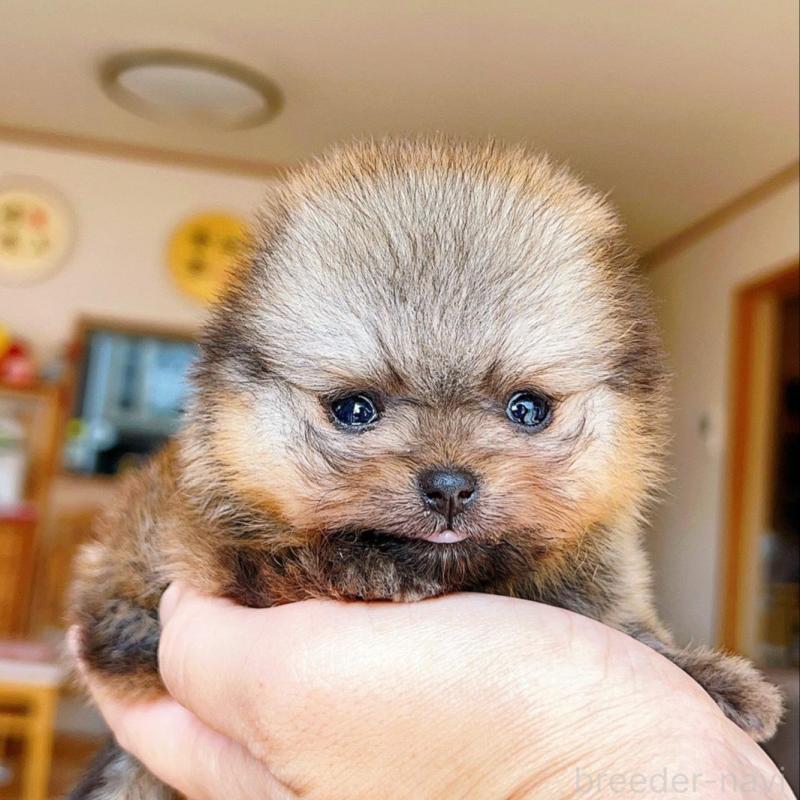 販売中の岐阜県のポメラニアン-425684の11枚目