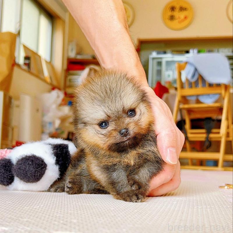 販売中の岐阜県のポメラニアン-425684の10枚目