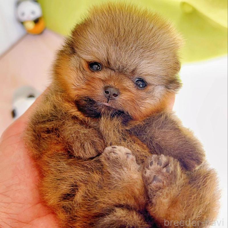 販売中の岐阜県のポメラニアン-425684の9枚目