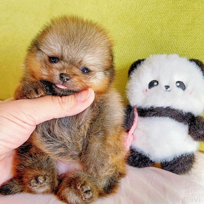 販売中の岐阜県のポメラニアン-425684の1枚目