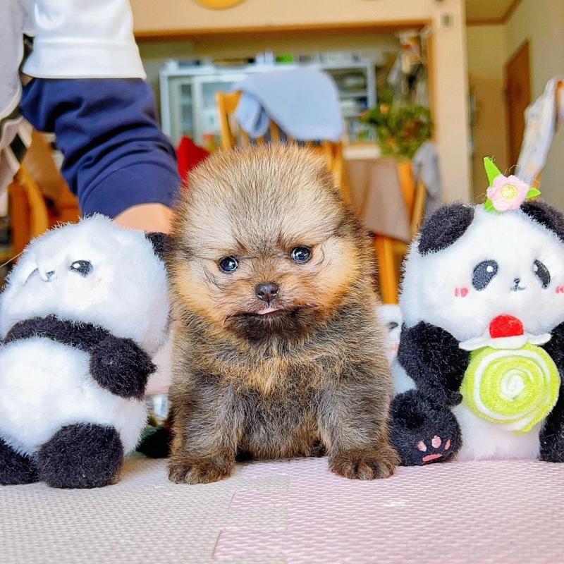 販売中の岐阜県のポメラニアン-425684の8枚目