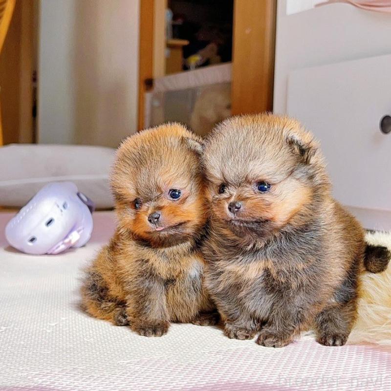 販売中の岐阜県のポメラニアン-425684の7枚目