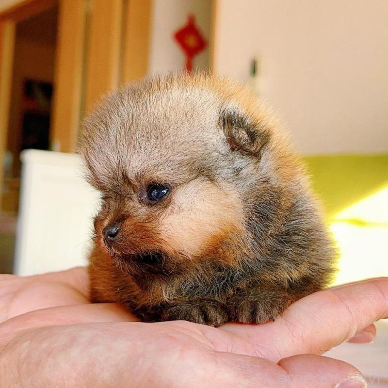 販売中の岐阜県のポメラニアン-425684の6枚目