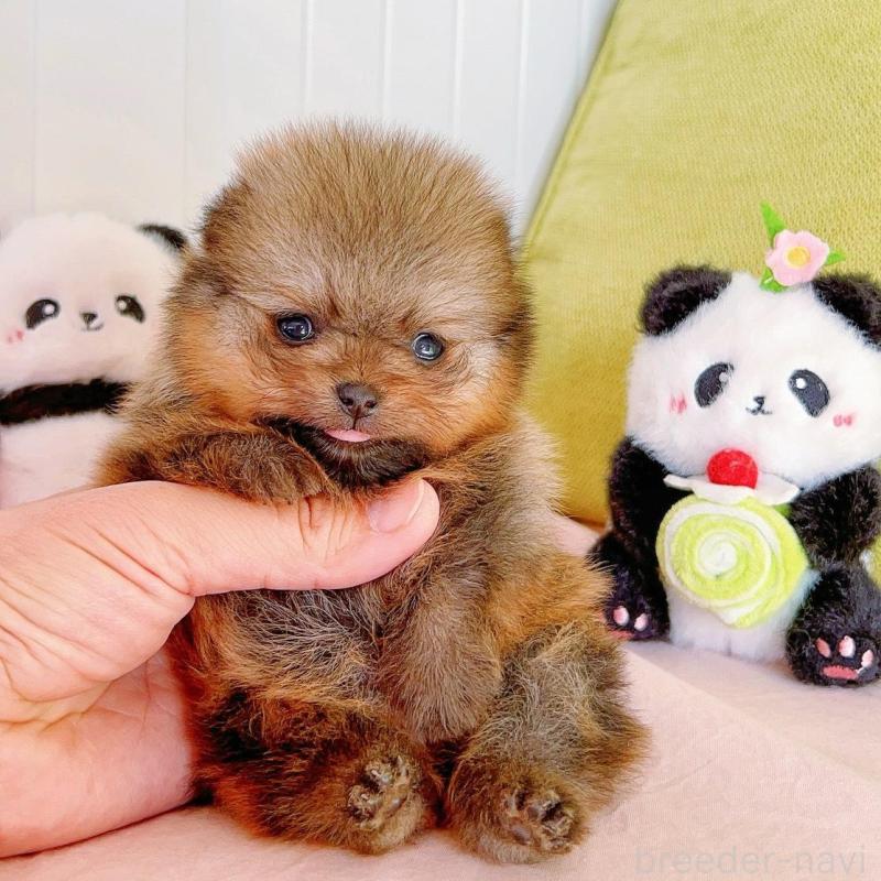 販売中の岐阜県のポメラニアン-425684の5枚目