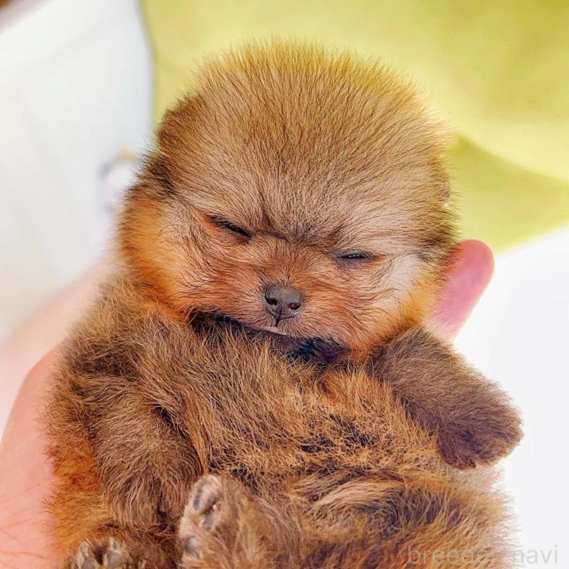 販売中の岐阜県のポメラニアン-425684の4枚目