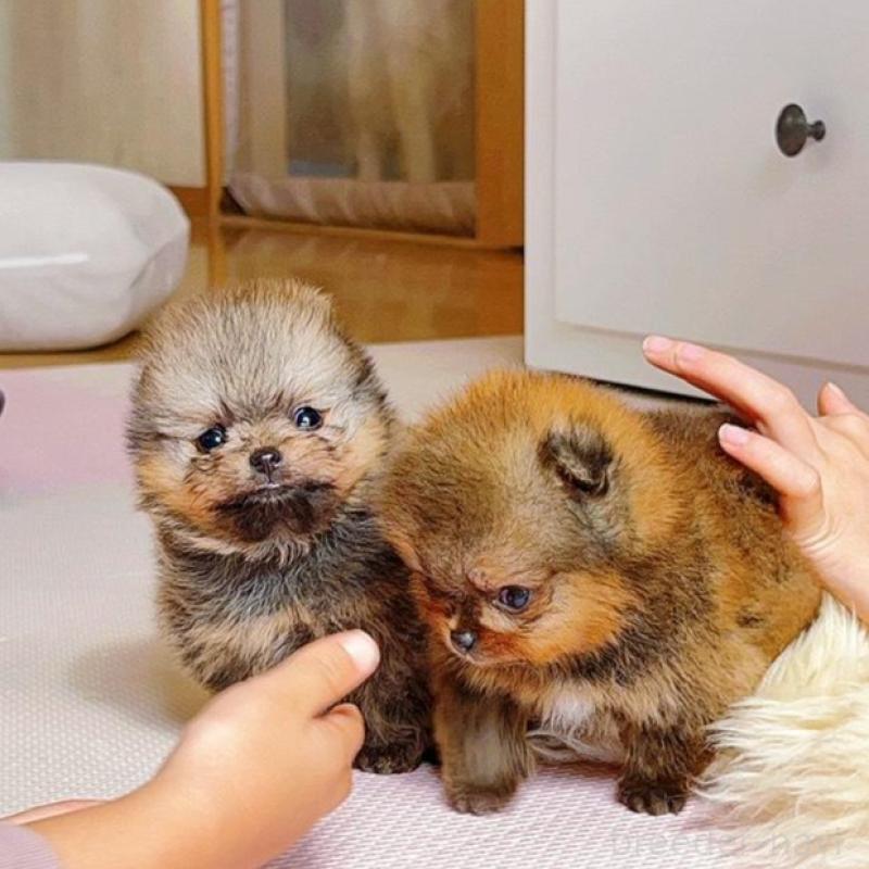 販売中の岐阜県のポメラニアン-425684の3枚目