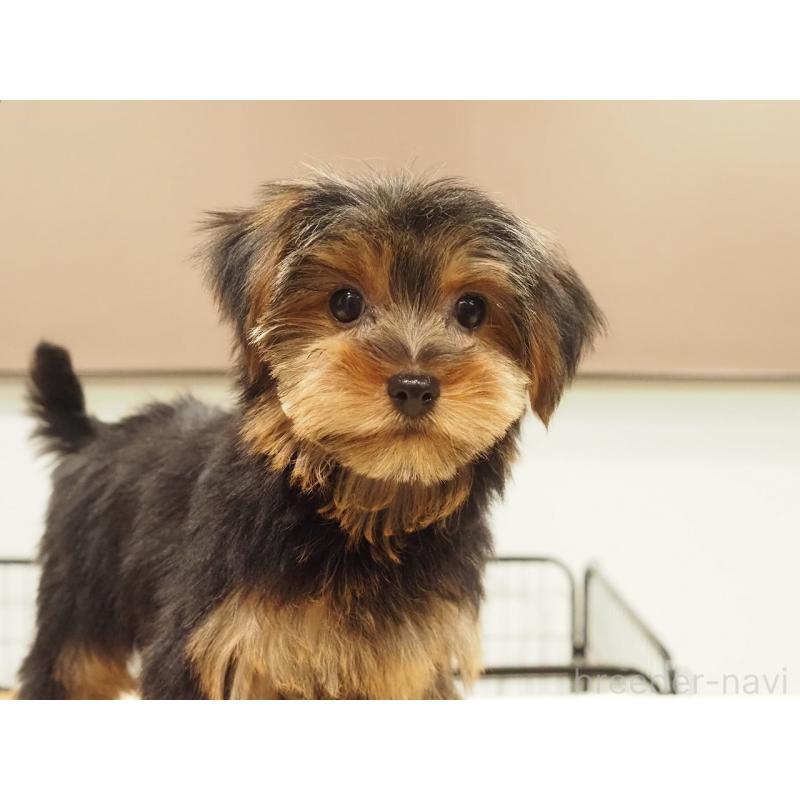 販売中の愛知県のヨークシャーテリア-425685の8枚目