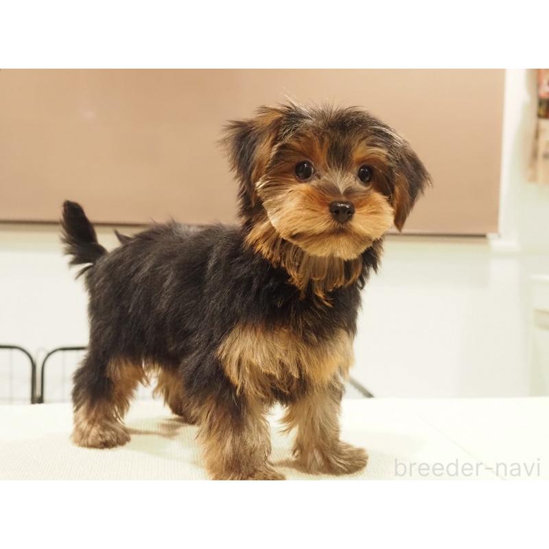 販売中の愛知県のヨークシャーテリア-425685の7枚目