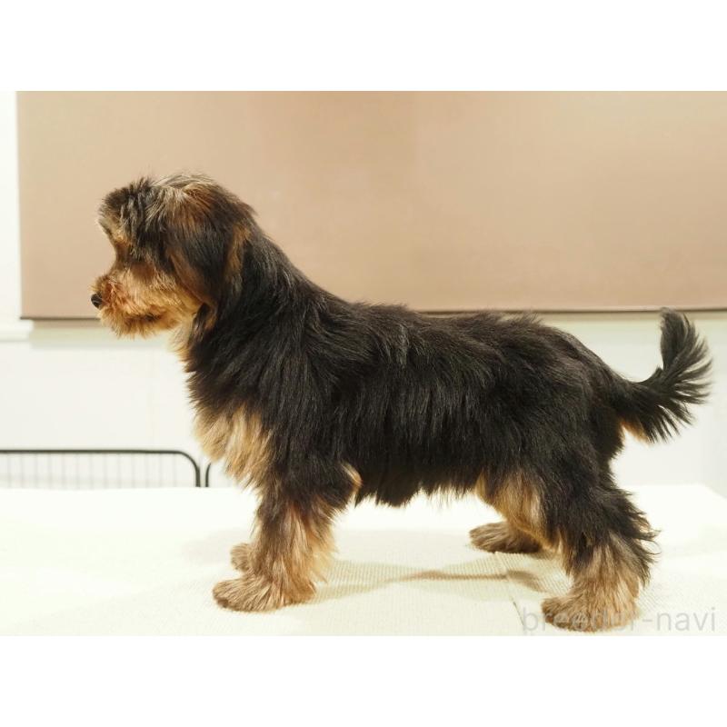 販売中の愛知県のヨークシャーテリア-425685の6枚目
