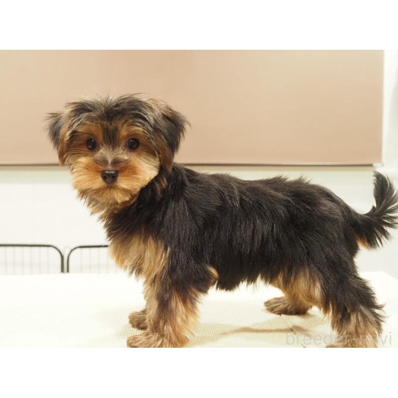 販売中の愛知県のヨークシャーテリア-425685の5枚目