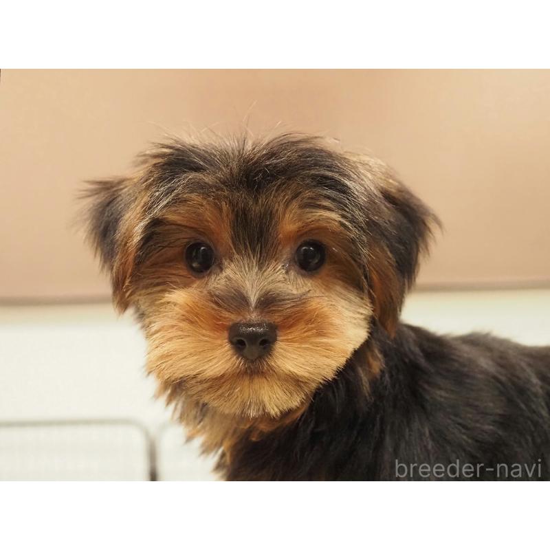 販売中の愛知県のヨークシャーテリア-425685の4枚目