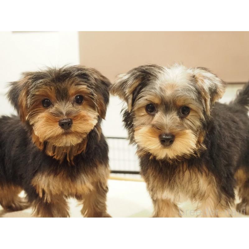 販売中の愛知県のヨークシャーテリア-425685の3枚目
