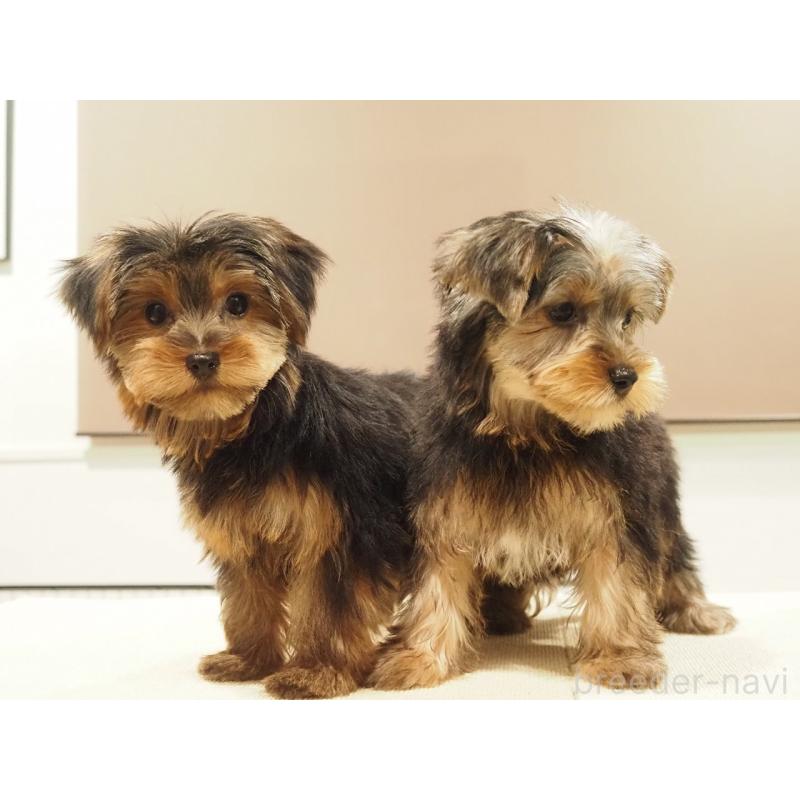 販売中の愛知県のヨークシャーテリア-425685の2枚目