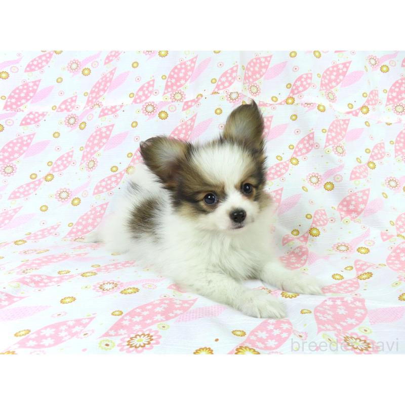 成約済の千葉県のパピヨン-418487の4枚目