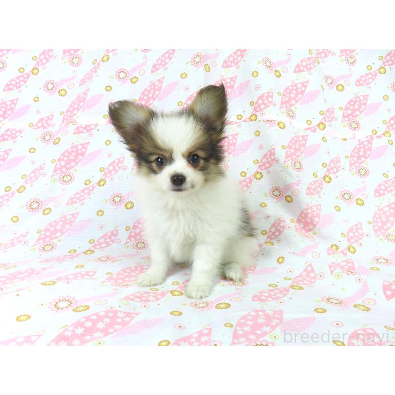 成約済の千葉県のパピヨン-418487の3枚目