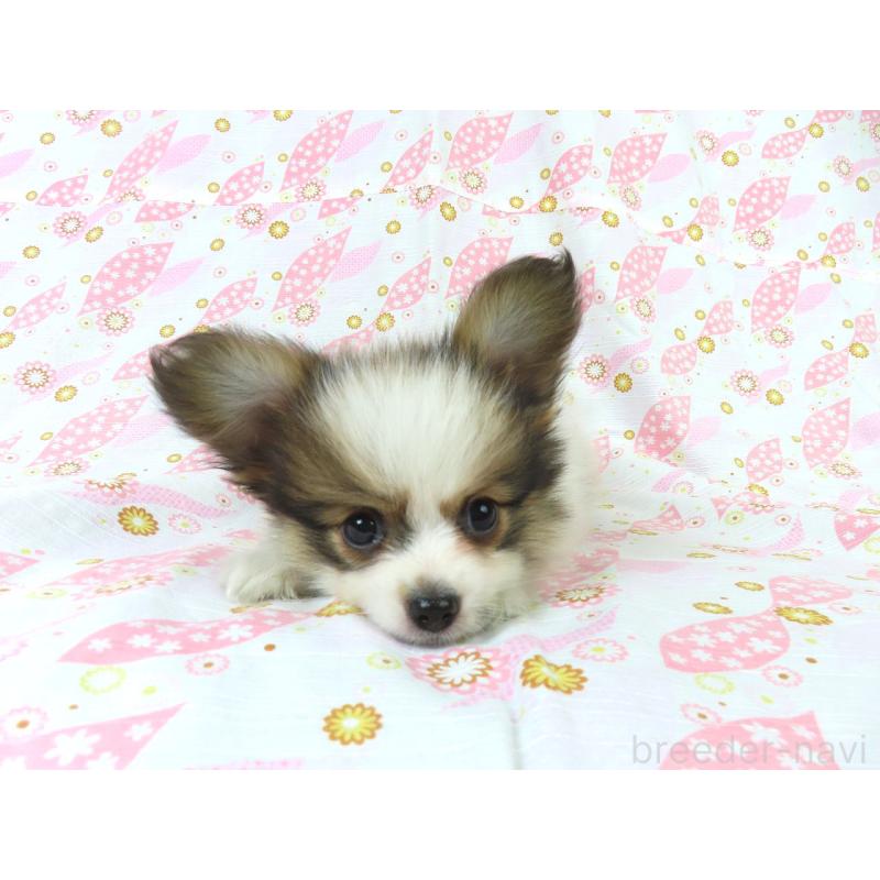 成約済の千葉県のパピヨン-418487の2枚目