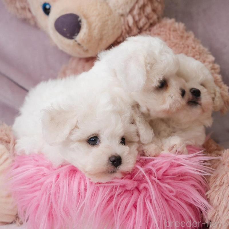 販売中の静岡県のビションフリーゼ-425690の10枚目