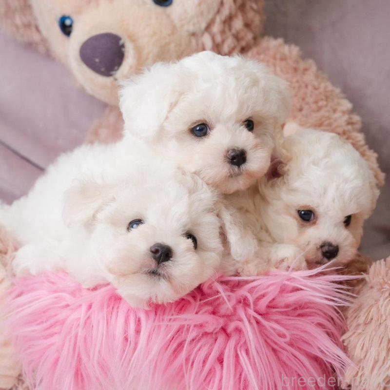 販売中の静岡県のビションフリーゼ-425690の9枚目