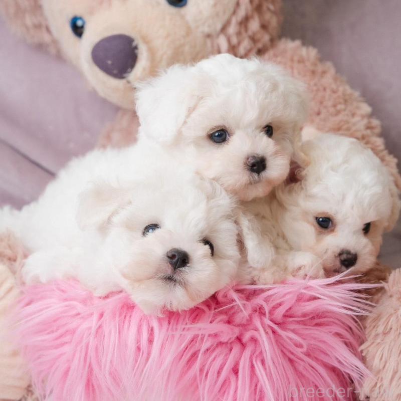 販売中の静岡県のビションフリーゼ-425690の8枚目